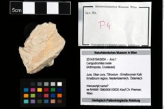 Foto (Objekt + Etikett) von Cengodromites ovale  (NHMW-GEO-2014-0194-0004)